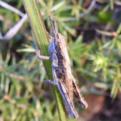 Coryphistes ruricola (Bark-mimicking Grasshopper) at Bullen Range - 7 Oct 2023 by HelenCross