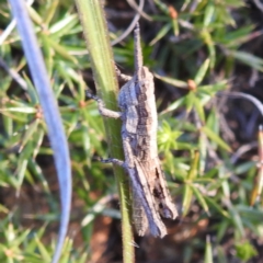 Coryphistes ruricola at Stromlo, ACT - 7 Oct 2023