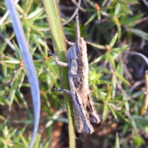 Coryphistes ruricola at Stromlo, ACT - 7 Oct 2023