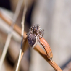 Maratus plumosus (Plumed Peacock Spider) at Bungonia, NSW - 1 Oct 2023 by KorinneM