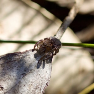 Maratus plumosus at Bungonia, NSW - 1 Oct 2023