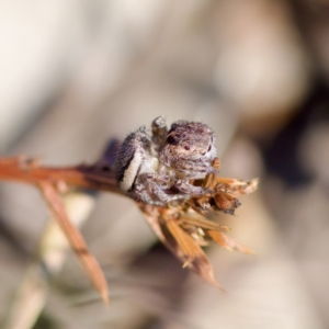 Maratus plumosus at Bungonia, NSW - 1 Oct 2023