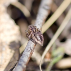 Maratus plumosus at Bungonia, NSW - 1 Oct 2023