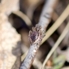 Maratus plumosus at Bungonia, NSW - 1 Oct 2023