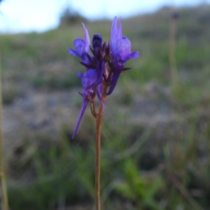 Linaria pelisseriana at Stromlo, ACT - 7 Oct 2023 05:30 PM