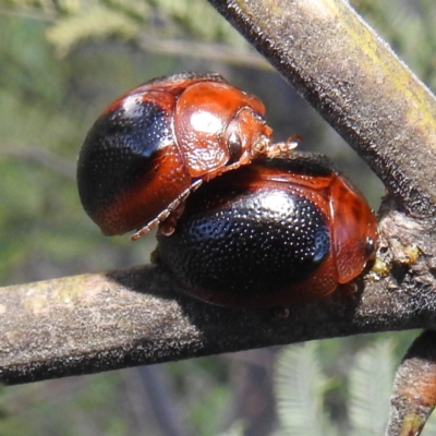 Dicranosterna immaculata (Acacia leaf beetle) at Bullen Range - 7 Oct 2023 by HelenCross