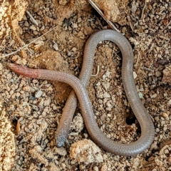Aprasia parapulchella (Pink-tailed Worm-lizard) at Stromlo, ACT - 7 Oct 2023 by HelenCross