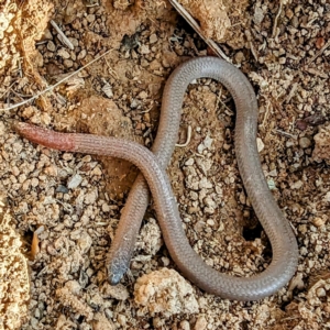 Aprasia parapulchella at Stromlo, ACT - suppressed