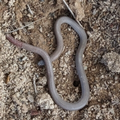 Aprasia parapulchella at Stromlo, ACT - suppressed