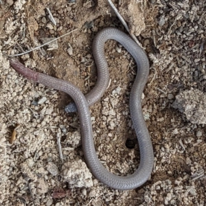 Aprasia parapulchella at Stromlo, ACT - suppressed