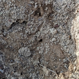 Aprasia parapulchella at Stromlo, ACT - suppressed