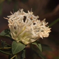 Pimelea linifolia subsp. linifolia (Queen of the Bush, Slender Rice-flower) at ANBG South Annex - 7 Oct 2023 by ConBoekel
