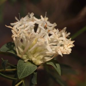 Pimelea linifolia subsp. linifolia at Canberra Central, ACT - 7 Oct 2023