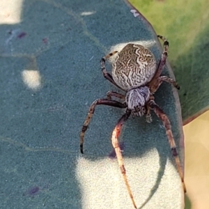 Salsa fuliginata at Monteagle, NSW - 7 Oct 2023 04:44 PM