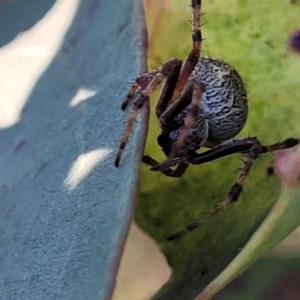 Salsa fuliginata at Monteagle, NSW - 7 Oct 2023 04:44 PM