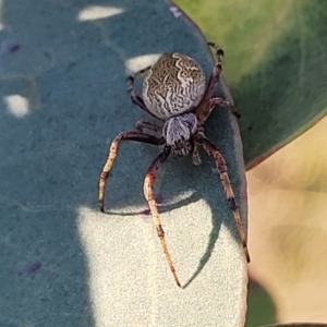 Salsa fuliginata at Monteagle, NSW - 7 Oct 2023 04:44 PM