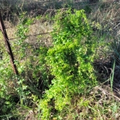 Asparagus asparagoides at Monteagle, NSW - 7 Oct 2023