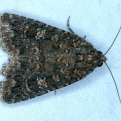 Hypoperigea tonsa (A Noctuid moth (Acronictinae) at Majura, ACT - 3 Oct 2023 by jb2602