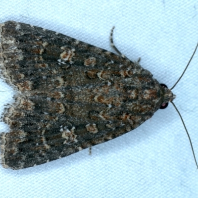 Hypoperigea tonsa (A noctuid moth) at Majura, ACT - 3 Oct 2023 by jb2602
