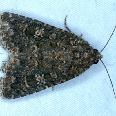 Hypoperigea tonsa (A noctuid moth) at Mount Ainslie - 3 Oct 2023 by jb2602