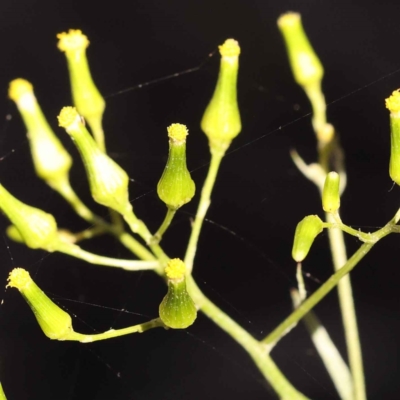 Senecio sp. (A Fireweed) at Canberra Central, ACT - 7 Oct 2023 by ConBoekel