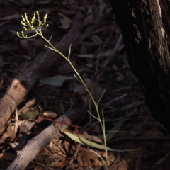 Senecio sp. at Canberra Central, ACT - 7 Oct 2023