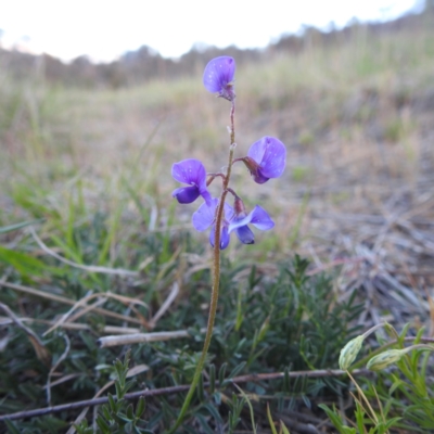 Swainsona monticola (Notched Swainson-Pea) at Stromlo, ACT - 7 Oct 2023 by HelenCross