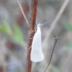 Thema holoxesta (A Concealer moth (Chezala Group)) at Stromlo, ACT - 7 Oct 2023 by HelenCross