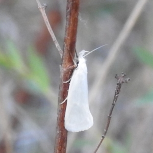 Thema holoxesta at Stromlo, ACT - 7 Oct 2023 05:45 PM