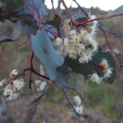 Eucalyptus polyanthemos subsp. polyanthemos (Red Box) at Bullen Range - 7 Oct 2023 by HelenCross