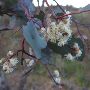 Eucalyptus polyanthemos subsp. polyanthemos at Stromlo, ACT - 7 Oct 2023