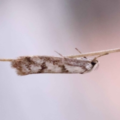 Eusemocosma pruinosa (Philobota Group Concealer Moth) at Canberra Central, ACT - 7 Oct 2023 by ConBoekel