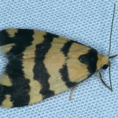 Thallarcha partita (Dark-banded Footman) at Mount Ainslie - 3 Oct 2023 by jb2602