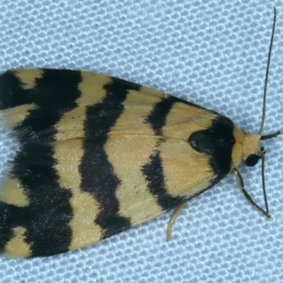 Thallarcha partita (Dark-banded Footman) at Majura, ACT - 3 Oct 2023 by jb2602