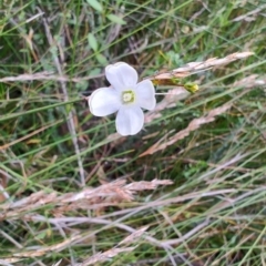 Mitrasacme polymorpha (Varied Mitrewort) at Porters Creek, NSW - 7 Oct 2023 by LyndalT