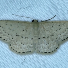 Idaea philocosma (Flecked Wave) at Majura, ACT - 3 Oct 2023 by jb2602