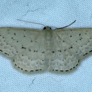 Idaea philocosma at Majura, ACT - 3 Oct 2023