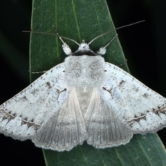 Pantydia sparsa (Noctuid Moth) at Majura, ACT - 3 Oct 2023 by jb2602