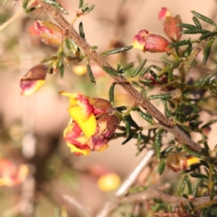 Dillwynia phylicoides (A Parrot-pea) at ANBG South Annex - 7 Oct 2023 by ConBoekel