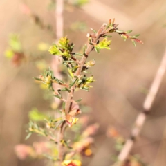 Dillwynia phylicoides at Canberra Central, ACT - 7 Oct 2023