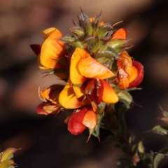 Pultenaea procumbens (Bush Pea) at ANBG South Annex - 7 Oct 2023 by ConBoekel