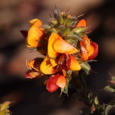 Pultenaea procumbens (Bush Pea) at Canberra Central, ACT - 7 Oct 2023 by ConBoekel