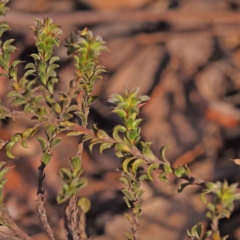 Pultenaea procumbens at Canberra Central, ACT - 7 Oct 2023