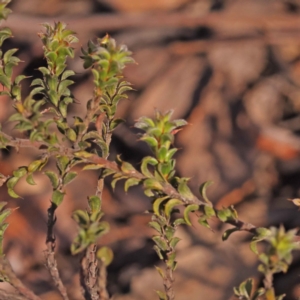 Pultenaea procumbens at Canberra Central, ACT - 7 Oct 2023 03:49 PM