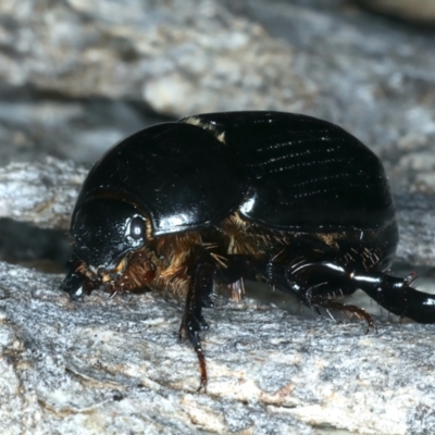 Heteronychus arator (African black beetle) at Majura, ACT - 3 Oct 2023 by jb2602