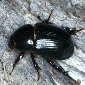 Heteronychus arator at Majura, ACT - 3 Oct 2023