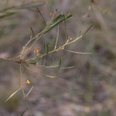 Daviesia mimosoides subsp. mimosoides at Canberra Central, ACT - 7 Oct 2023