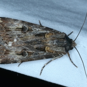 Agrotis munda at Majura, ACT - 3 Oct 2023