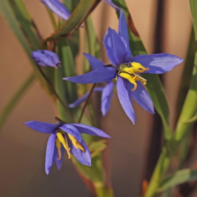 Stypandra glauca (Nodding Blue Lily) at ANBG South Annex - 7 Oct 2023 by ConBoekel