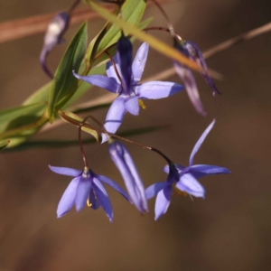 Stypandra glauca at Canberra Central, ACT - 7 Oct 2023